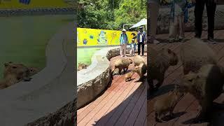 Stupid dolphin is too cute vlog daily life Capybara mental state I envy