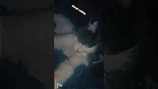 #cats #catsoftiktok #shorts #catshorts #cat #kitty #youtubeshorts #catsvideo #love #cutecat #cute