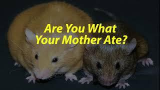 Are You What Your Mother Ate? The Agouti Mouse Study