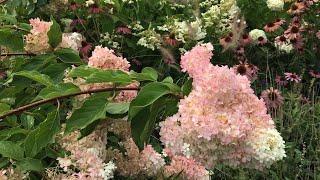  Garden Tour ~ Planting Ideas ~ Hydrangeas ~ Native Plants 