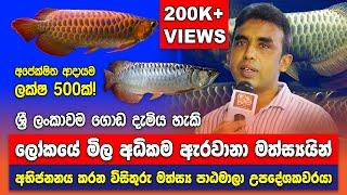 Inside Sri Lanka's Biggest Arowana Breeding Farm - Arowana Fish Breeding in Sinhala