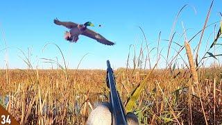 BEST MALLARD Hunt EVER?! (Limited Out) | Decoying DUCKS In CLOSE!