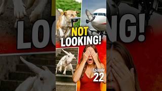 animals fail because they were not looking #funny #funnyanimals #fails #pet #perlover #memes #shorts