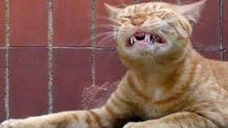 Funny Sneezing Animals HD