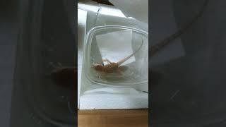 Bearded Dragon unboxing 2021