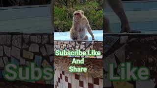 #shorts #viralvideo #aditing #kanpur gyan masti (Bandar Mama)