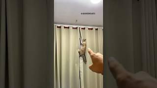 COMO ENSINAR O SEU GATO A ESCALAR CORTINAS