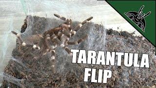 Tarantula prepares for molt - INCLUDING THE FLIP!!