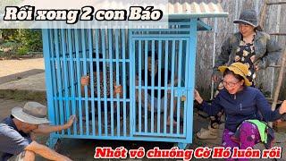 Ngày này cũng đã tới với 2 con Báo