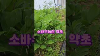 소바우농장 약초......#단삼 삼잎국화 당귀