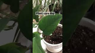 Indoor Plant Care Day #shorts