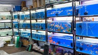 #aquarium #fish #shop AL NOOR AQUARIUM falaknuma hyd soft fishes and  #albino #arowana 8919447418