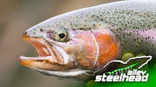 Steelhead Alley The Official Movie (Midwest Steelhead Fishing)