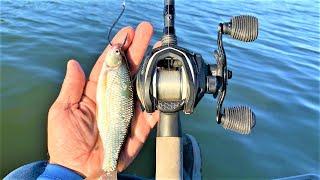 GIANT LIVE SHINERS catch BIG BASS!!