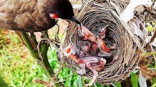 Baby Pushing Out Sibling bird In FRONT of Parent Bird | FULLVIDEO EP 4 DAY 3