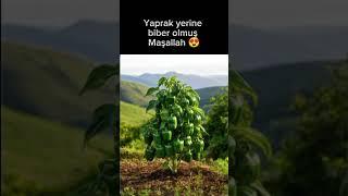 Maşallah