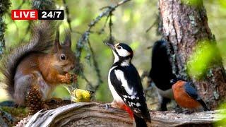 24/7 LIVE CAT TV NO ADS Lovely Birds & Red Squirrels in Cosy Forest Corner