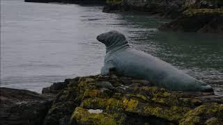 Looe & Polperro