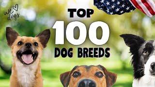 Top 100 Dog Breeds in the US