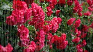 Gentle Rain Falling on Rose Vines | Peaceful ASMR