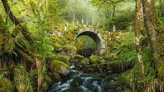 Peaceful Music, Relaxing Music, Celtic Instrumental Music  "Celtic Forest" by Tim Janis