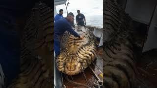 Giant Sea Monsters Caught by Fishermen! #GiantSeaCreatures #FishingDiscoveries #OceanMysteries