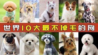 世界十大最不掉毛的狗 | Top 10 Most Hairless Dogs