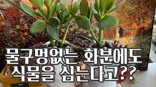 물구멍없는 화분에 다육이 심기 | 특허받은 흙 | 리치쏘일 | 초보다육 |  [엄마와 딸 다육TV]