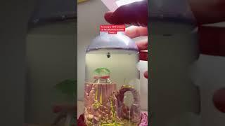 How to feed your Sea Monkeys!