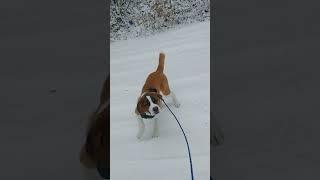 Ingrid's First Snow