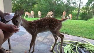 Dinner with Bambi the Whitetail Deer Fawn (day 31)