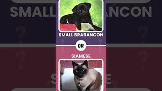 Paws & Claws Face-Off!  Which Would You Choose? #dogvscats #wouldyourather #wouldyourathergame