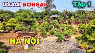 Một sân chơi mới cho người mê bonsai Nhật Bản || Báo giá một số tp tại Vườn Nhật Usagi bonsai