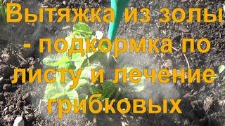 26 Зольный раствор в июле! - подкормка по листу, лечение фитофтороза и гнили, изгоняем вредителей.