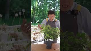 月季黄叶问题全解，缺素如果对症搞定【天狼说月季】