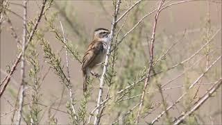 Lusciniole à moustaches / Moustached warbler.