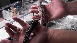 Difference Between Fat Tail & Leopard Geckos