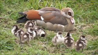 Egyptian Goose family with 8 Goslings.