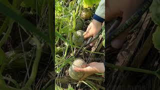 Harvesting ripe pumpkins #vegetables #gardening