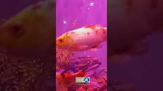 Colorfull Fishes in Karachi Zoo Aquarium | One4Presents