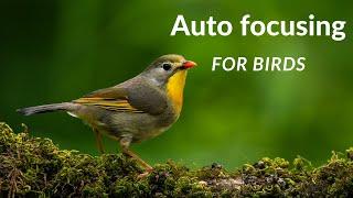 Autofocusing for Birds