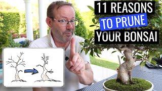 Why you must prune your bonsai in summer  |  Ficus Microcarpa