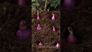 Master the Art of Outdoor Gardening with These Tips