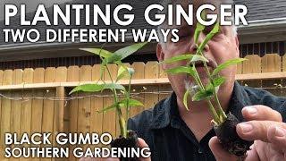 How to Grow Ginger in Containers || Black Gumbo