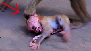 ohGod.! Cute Monkey. What Happened Baby...? Love...Baby | Nice Clip Baby Monkey | TOP Monkeys