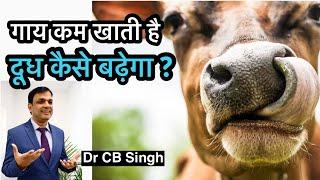 गाय कम खाती है, दूध कैसे बढ़ेगा | How to improve milk production | Dairy Ustaad | Dr CB Singh