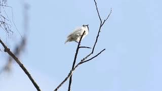 Screaming Male White Bellbird - Loud Mating Call