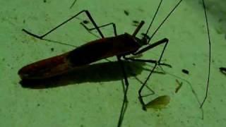 Giant Lohita Bug of Laos ^^^^^^^Ƣݔҩᾫ٨ӷ quaoar