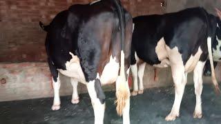 98141-66095-3  hf cows sale area bhagta bathinada