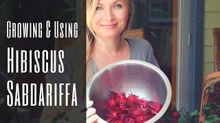 Nature's Cool-Aid: Vitamin C Roselle / Hibiscus Tea